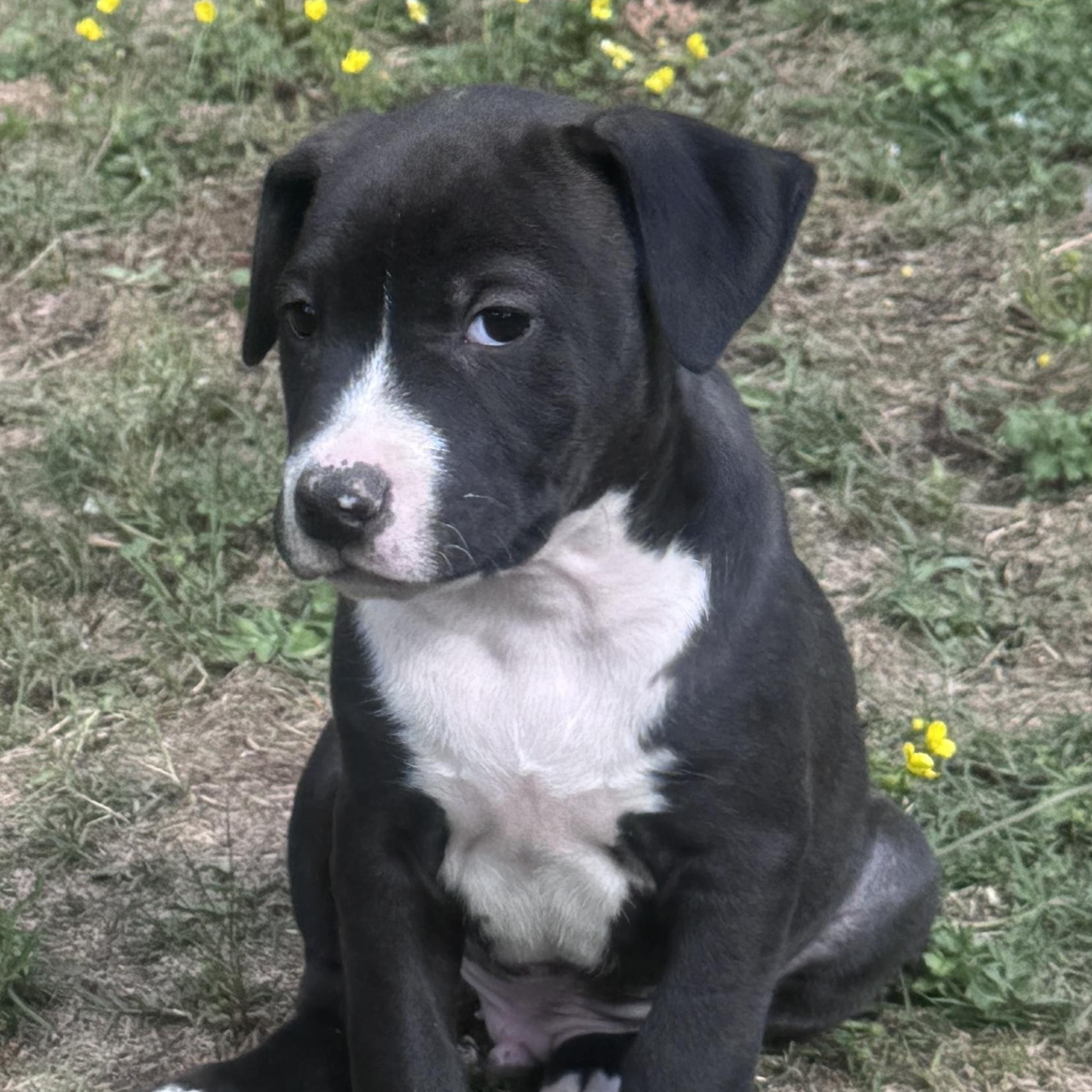 Eeyore Elegant southern adoption, adopted, Puppy Male Staffordshire Bull Terrier & Hound.
