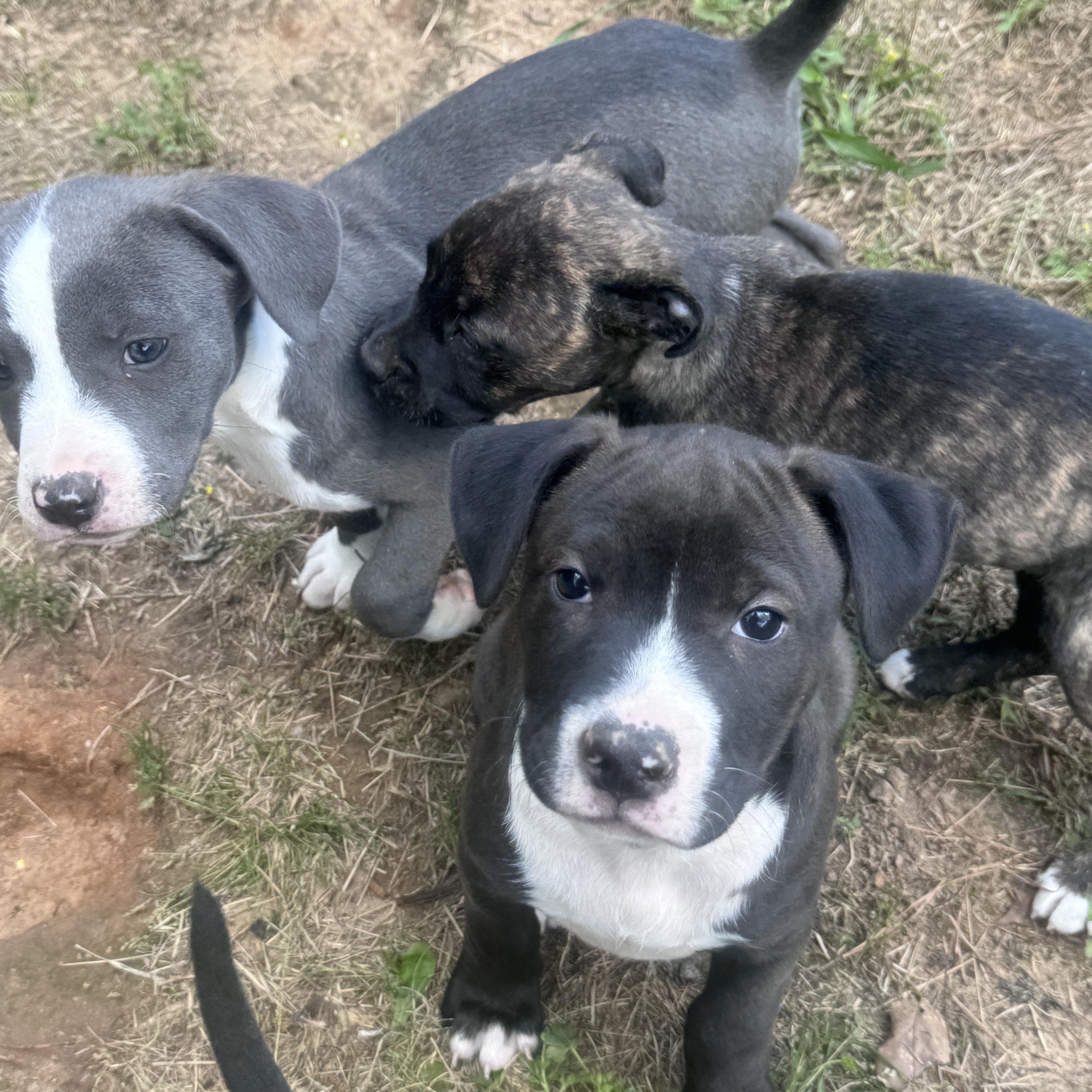 Enlarge Eeyore Elegant southern adoption, an adopted mixed breed in Woburn, MA image 3/4
