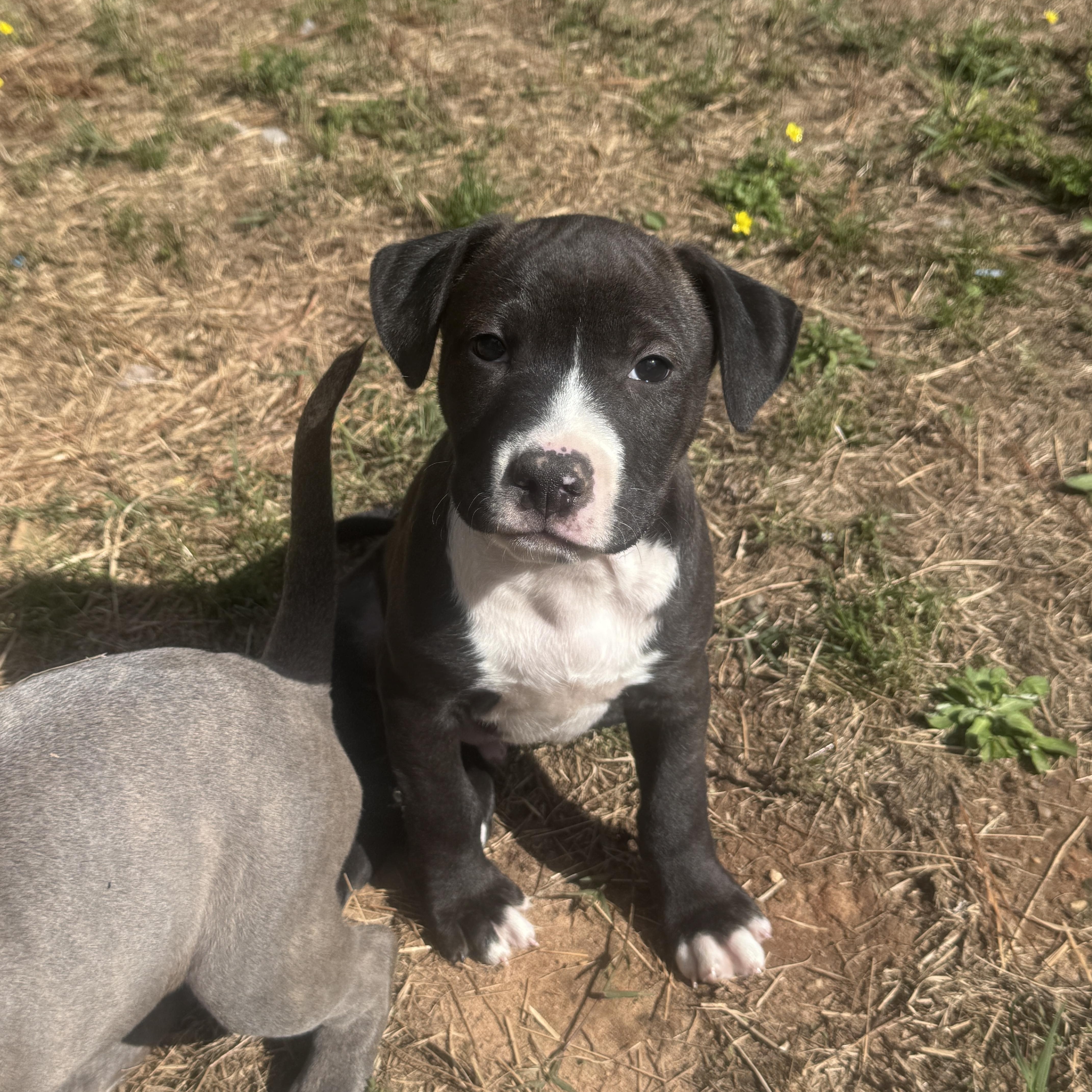 Enlarge Eeyore Elegant southern adoption, an adopted mixed breed in Woburn, MA image 4/4