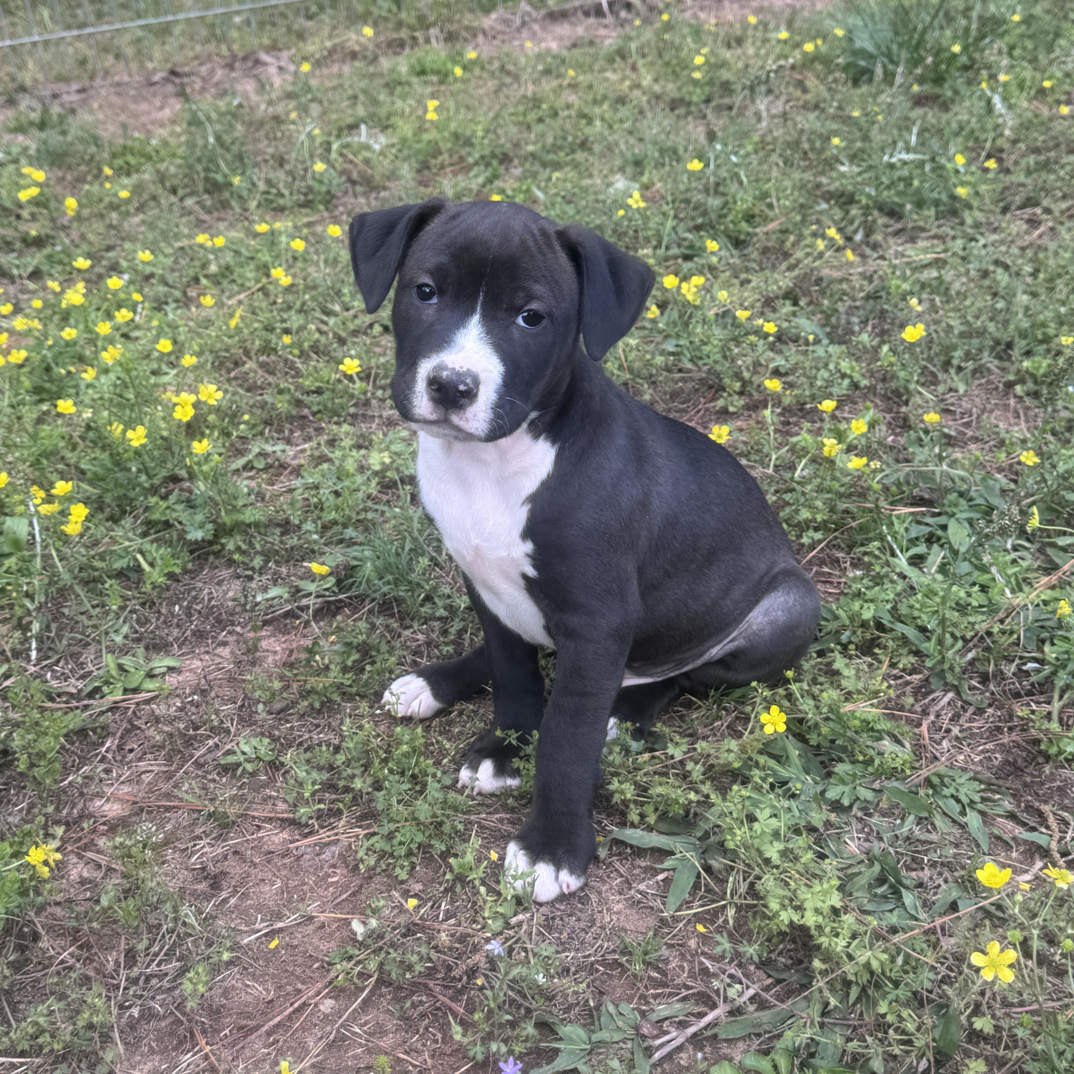 Enlarge Eeyore Elegant southern adoption, an adopted mixed breed in Woburn, MA image 2/4