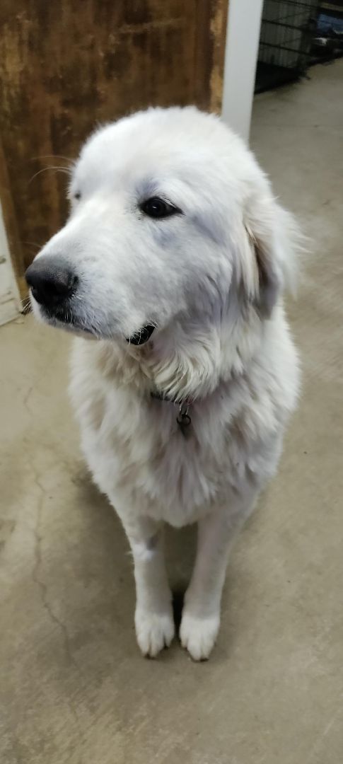 RHODA, Adoptable, Adult Female Great Pyrenees.