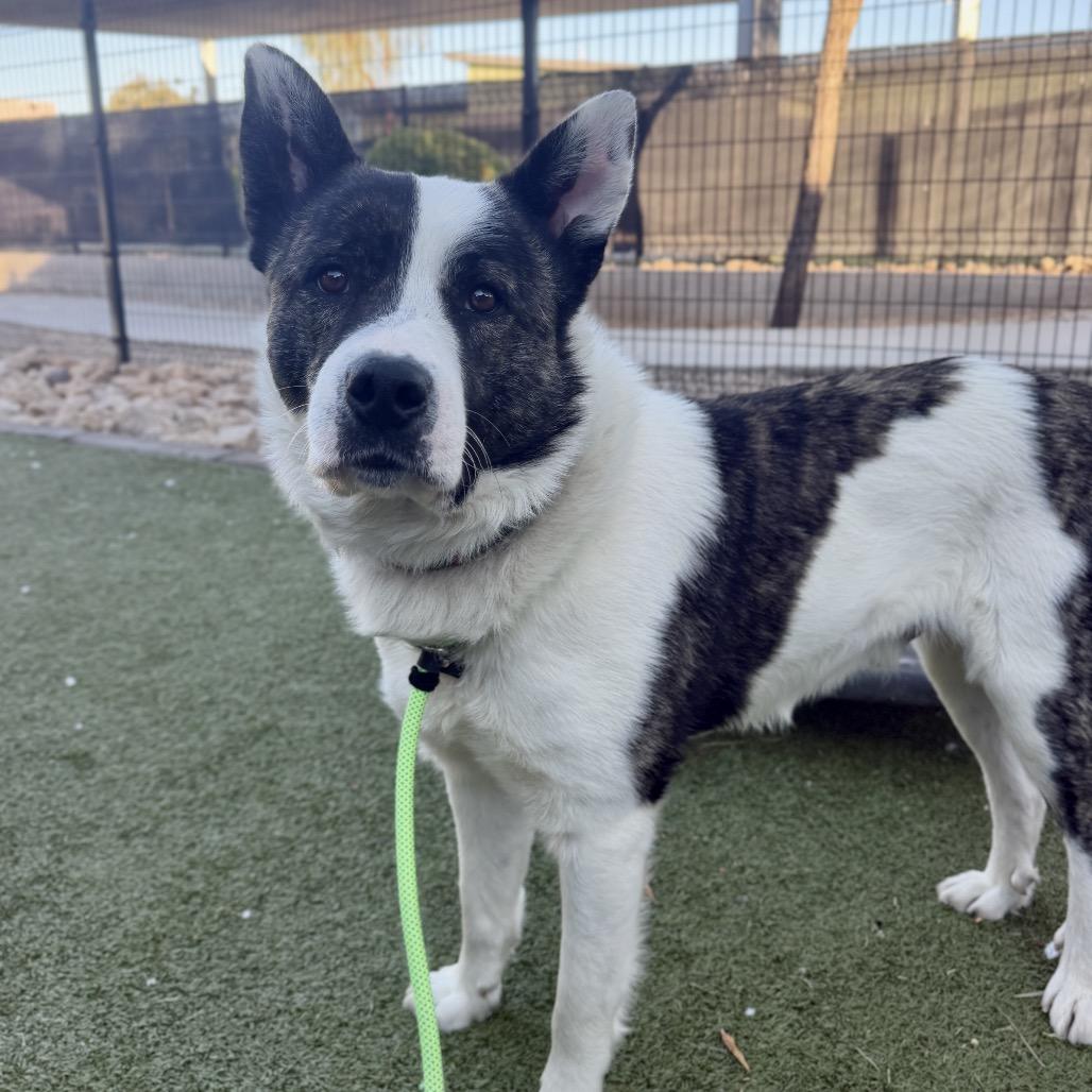 Enlarge Toast, a Adoptable Cattle Dog in Apache Junction, AZ image 1/6