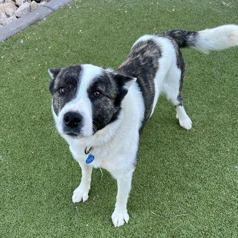 Enlarge Toast, a Adoptable Cattle Dog in Apache Junction, AZ image 2/6