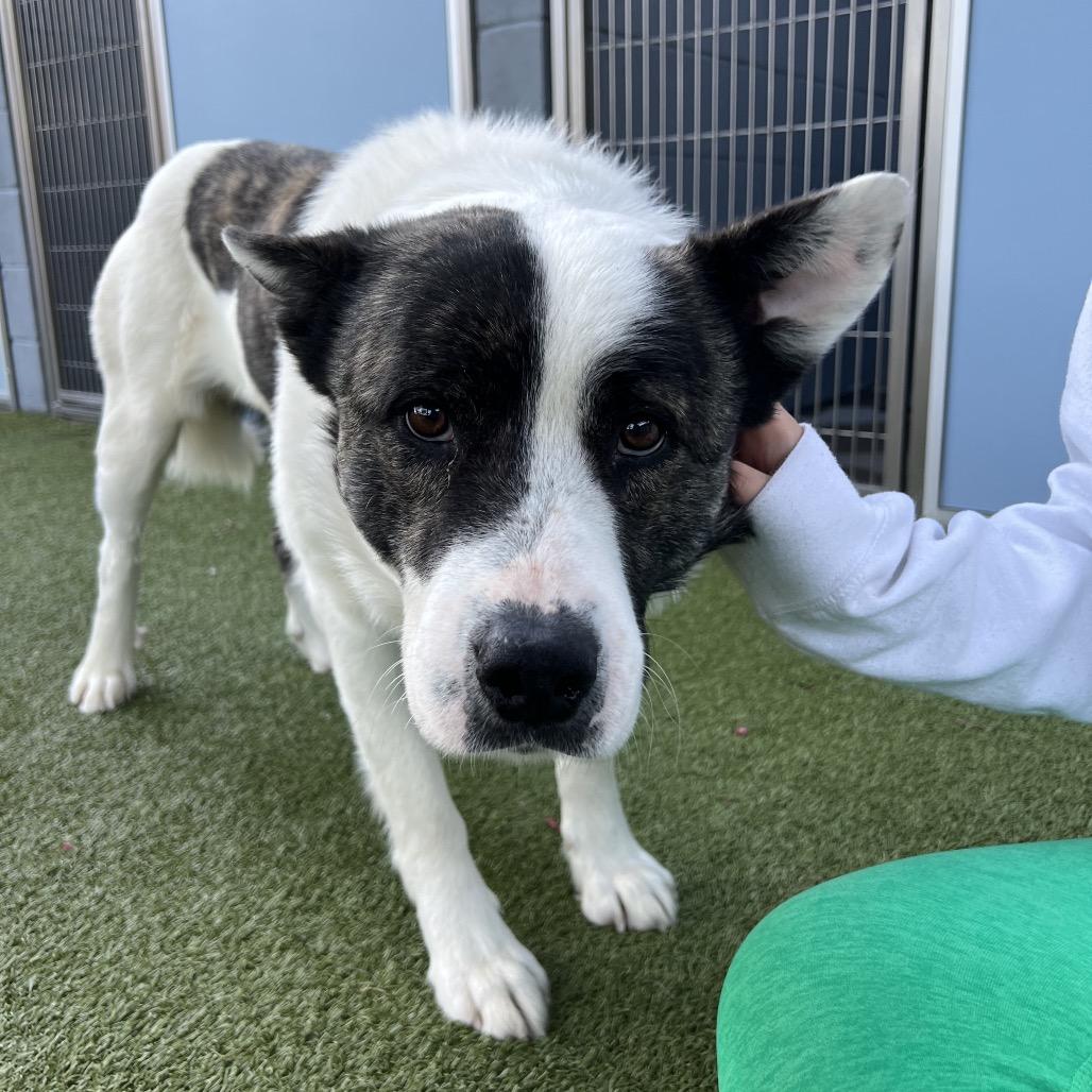 Enlarge Toast, a Adoptable Cattle Dog in Apache Junction, AZ image 3/6