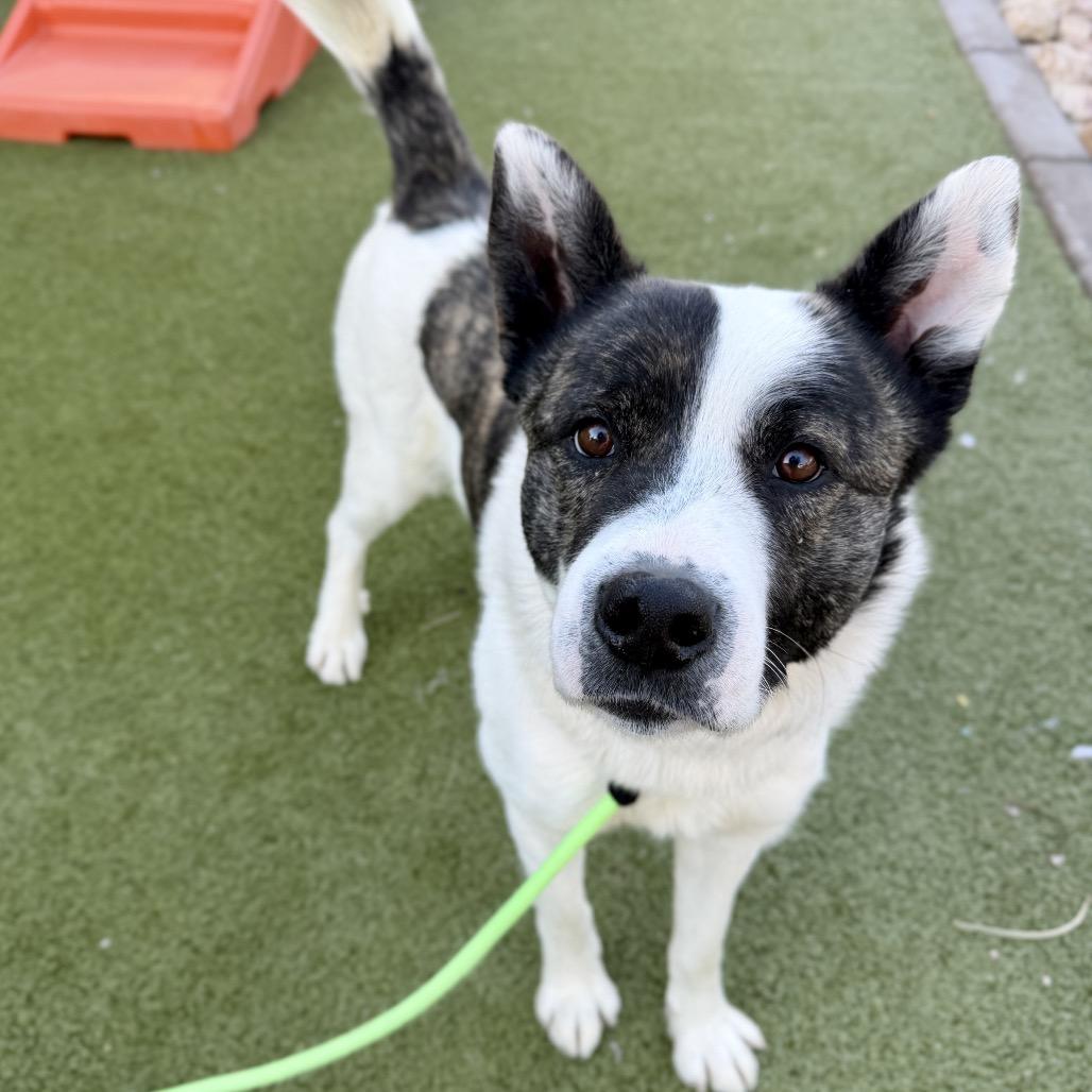 Enlarge Toast, a Adoptable Cattle Dog in Apache Junction, AZ image 4/6