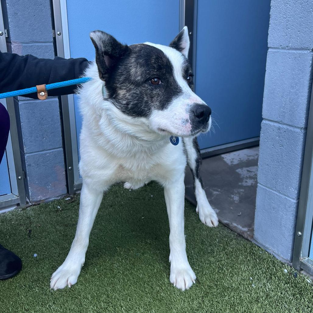 Enlarge Toast, a Adoptable Cattle Dog in Apache Junction, AZ image 5/6