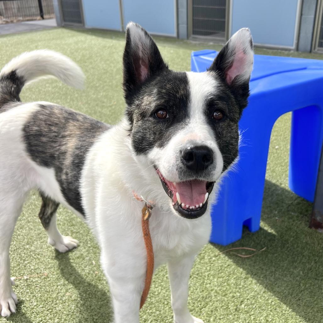 Enlarge Toast, a Adoptable Cattle Dog in Apache Junction, AZ image 6/6