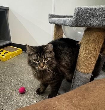 Souffle, an adopted Domestic Medium Hair in Hutchinson, MN image 2/6