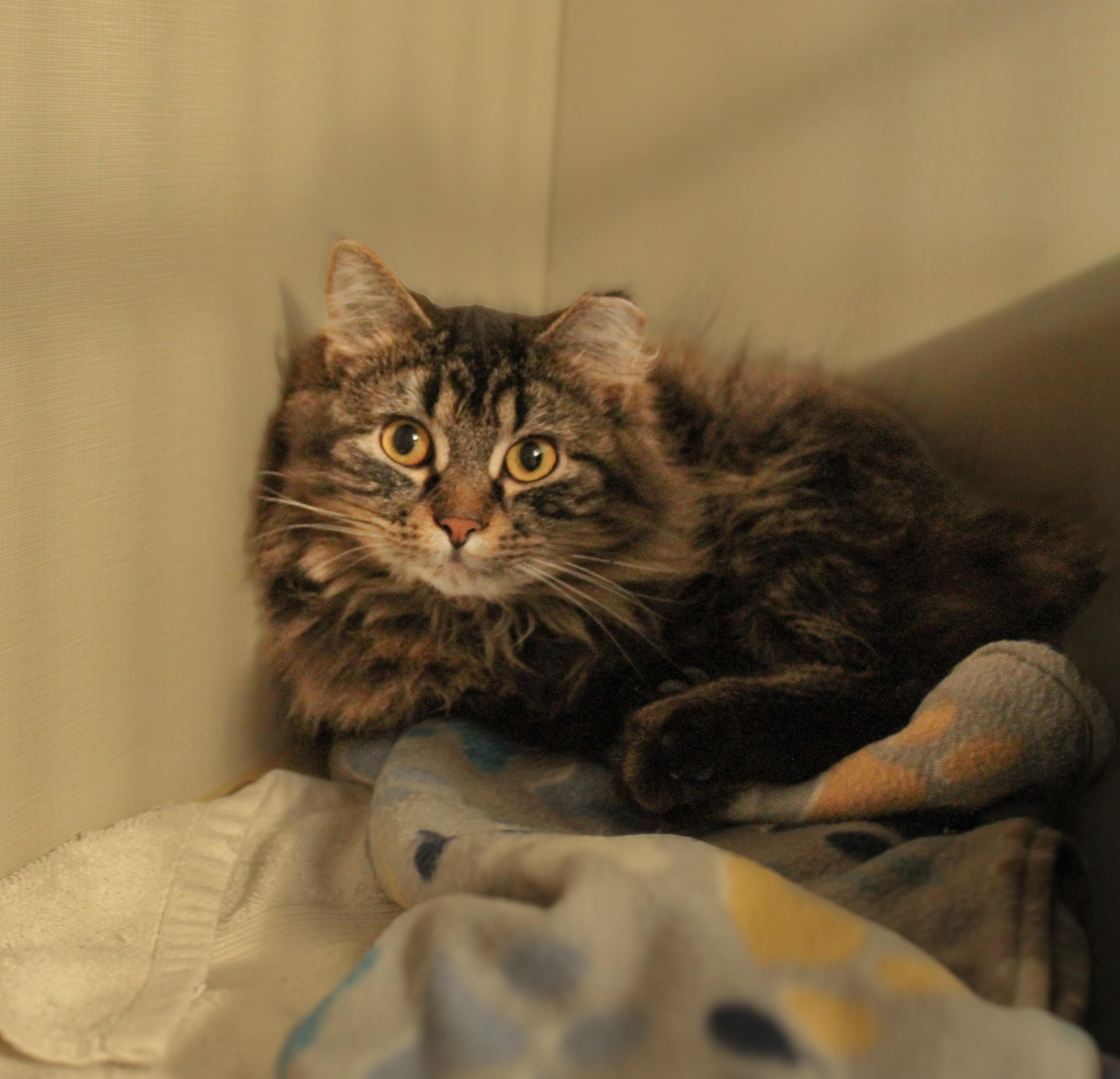 Enlarge Souffle, a ADOPTABLE Domestic Medium Hair in Hutchinson, MN image 2/6