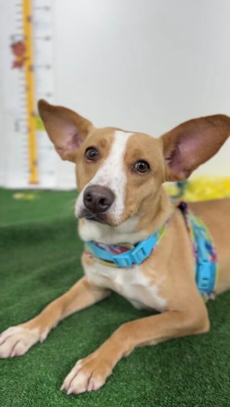 Susy-One of our Amazing Rescue Dogs, Adoptable, Young Female Basenji & Carolina Dog.