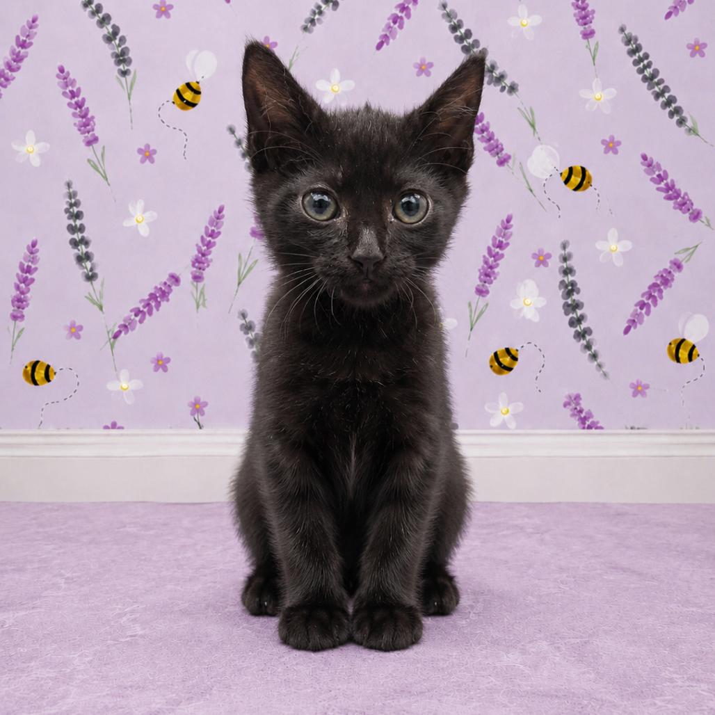 Dopey, Adoptable, Kitten Male Domestic Short Hair.