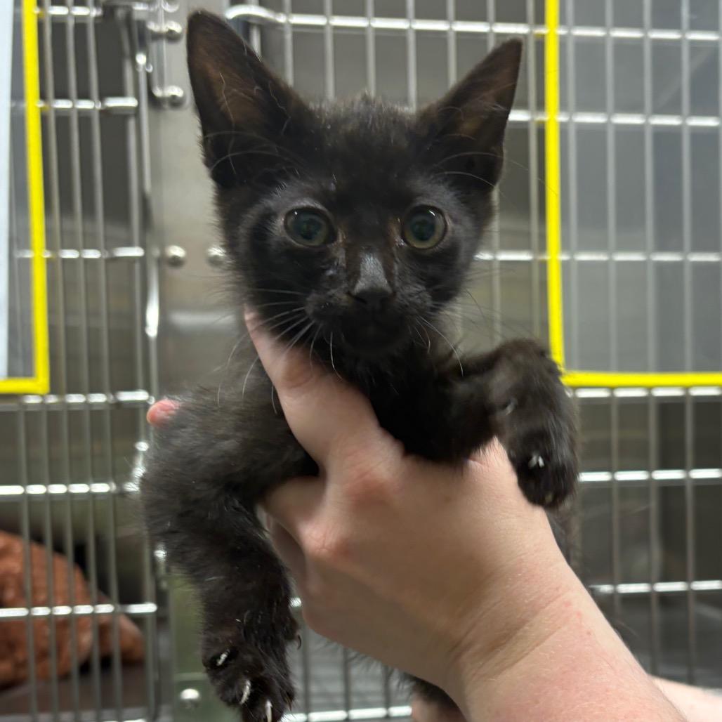 Dopey, a Adoptable Domestic Short Hair in Morganton, NC image 2/2