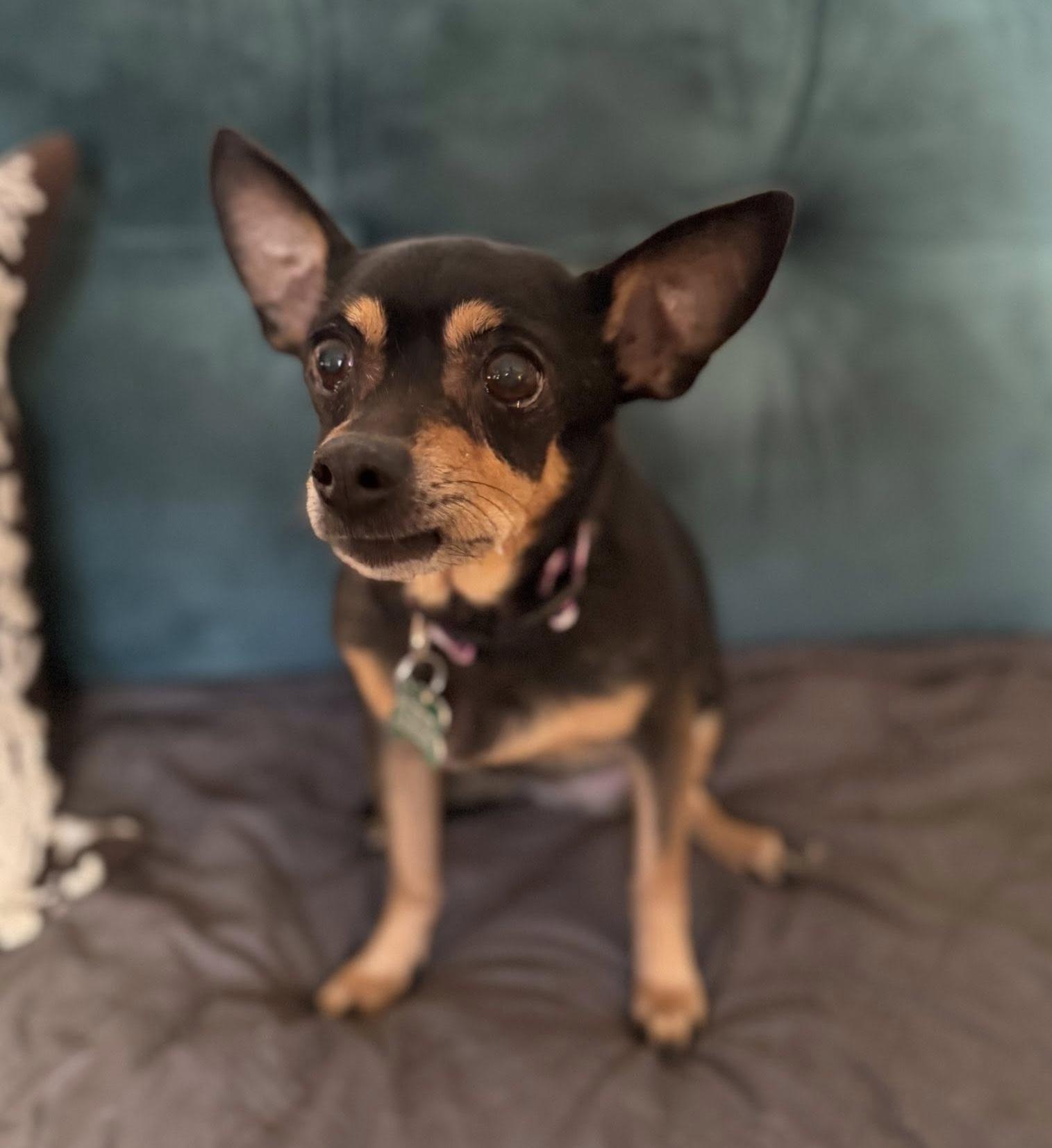 Enlarge Missy, a ADOPTABLE mixed breed in East Point, GA image 3/5