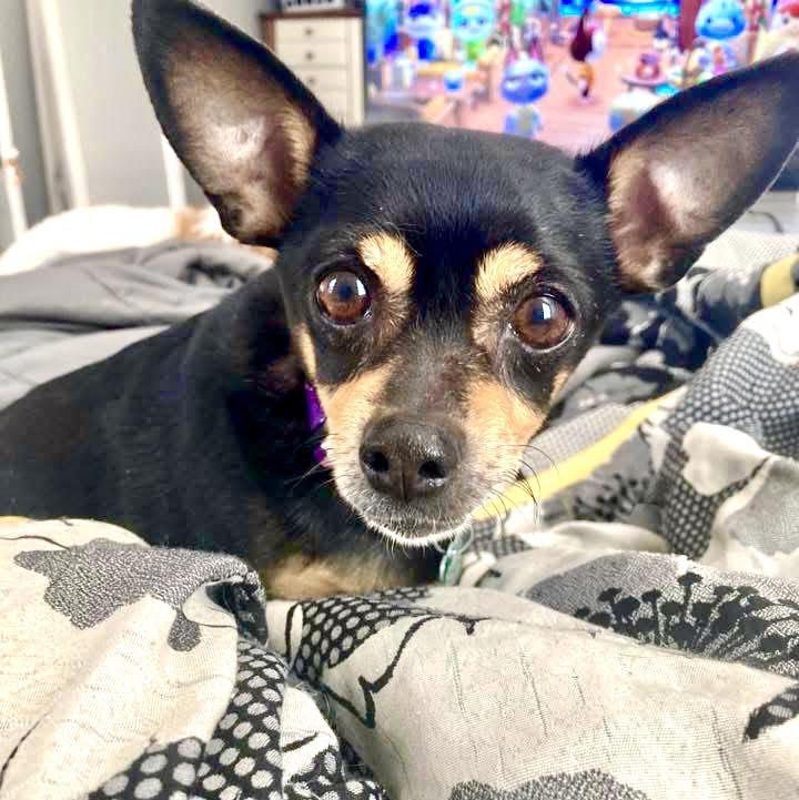 Missy, ADOPTABLE, Adult Female Chihuahua.