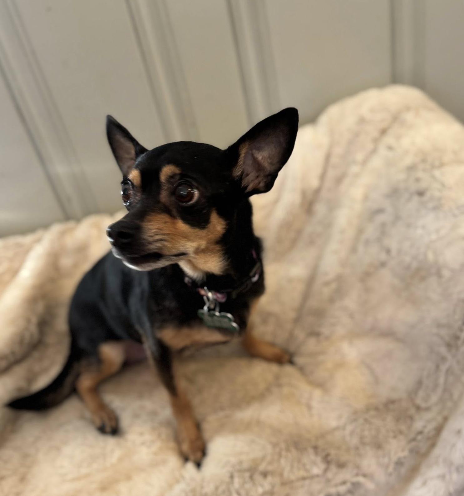 Enlarge Missy, a ADOPTABLE mixed breed in East Point, GA image 5/5