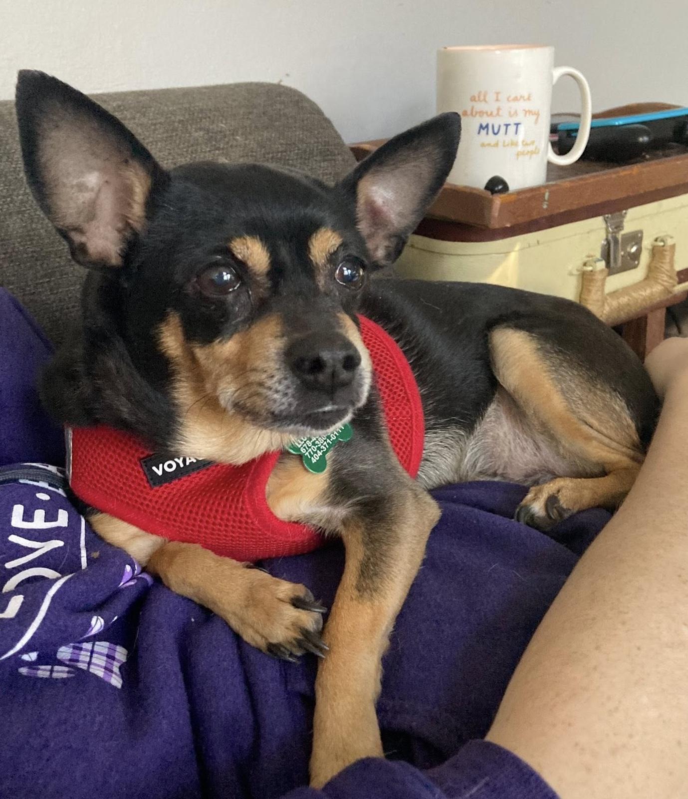 Enlarge Missy, a ADOPTABLE mixed breed in East Point, GA image 4/5