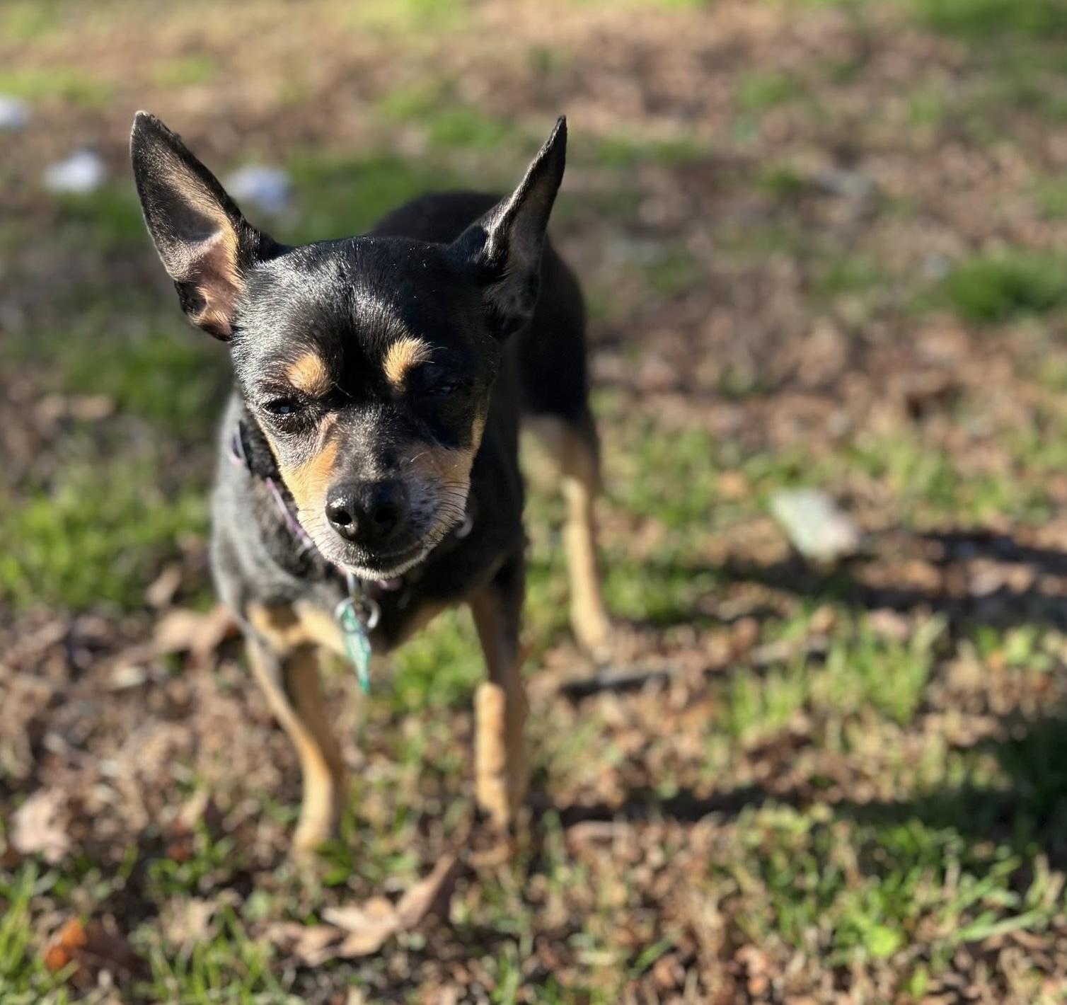 Enlarge Missy, a ADOPTABLE mixed breed in East Point, GA image 2/5