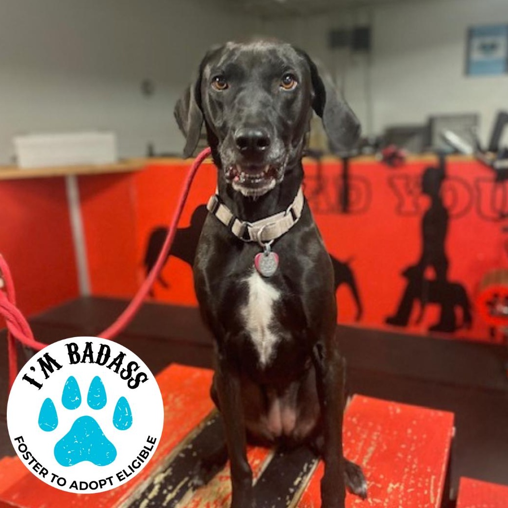 Pippi Longstocking, Adoptable, Adult Female Coonhound.