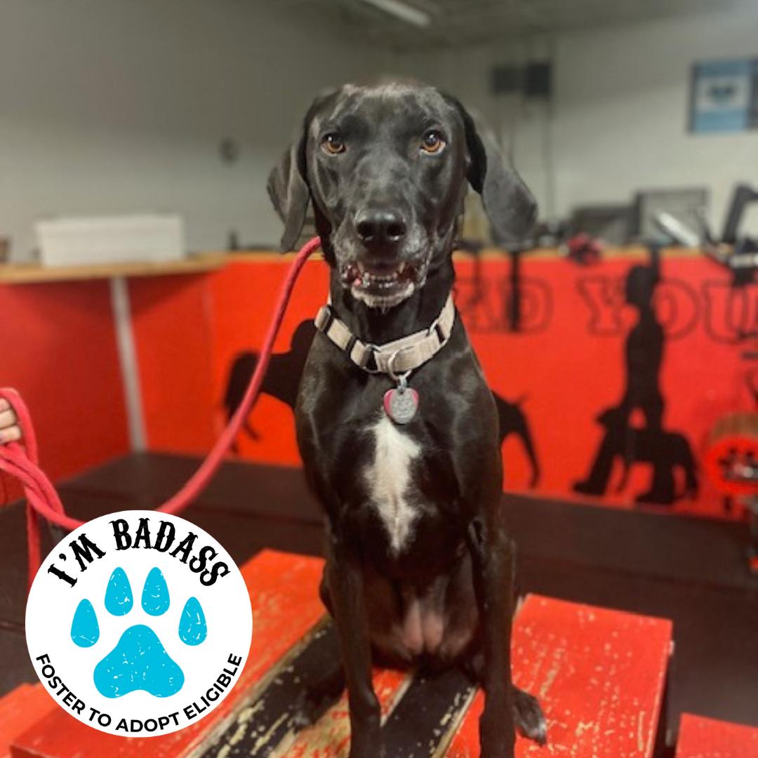 Pippi Longstocking, an adoptable Coonhound in Hancock, NY, 13783 | Photo Image 1
