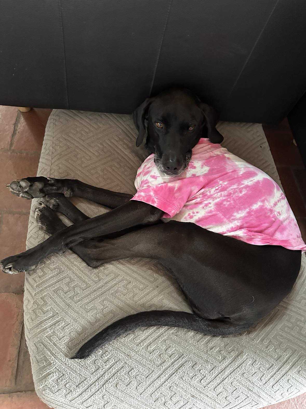 Pippi Longstocking, an adopted Coonhound image 6/6