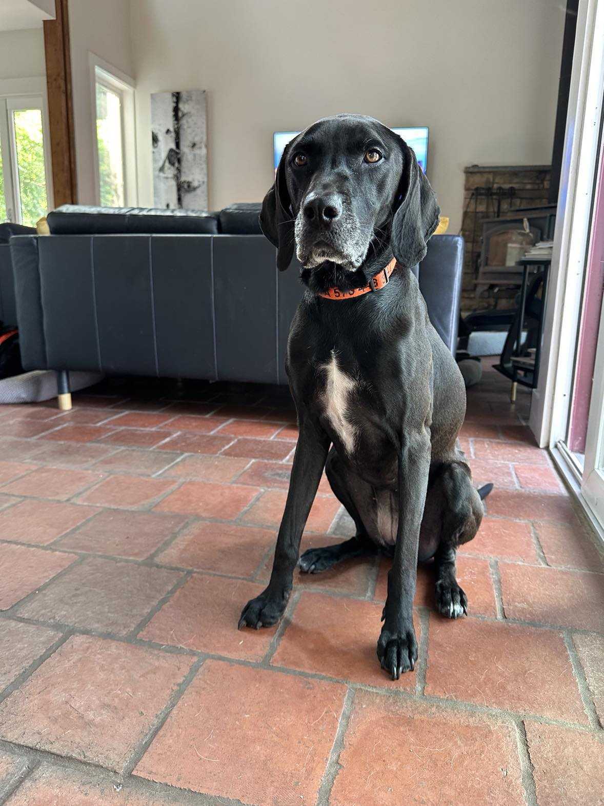 Pippi Longstocking, an adoptable Coonhound in Hancock, NY, 13783 | Photo Image 4