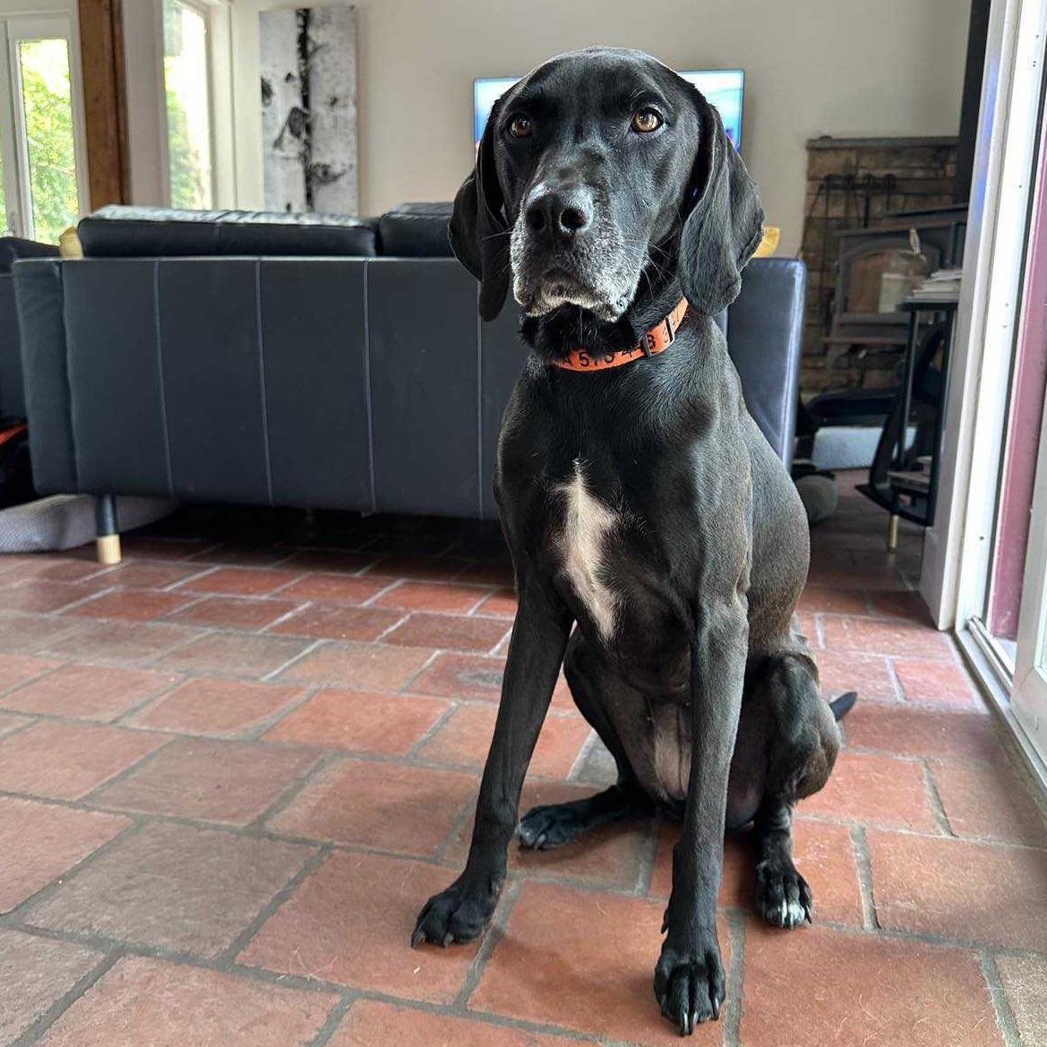 Pippi Longstocking, an adopted Coonhound image 4/6