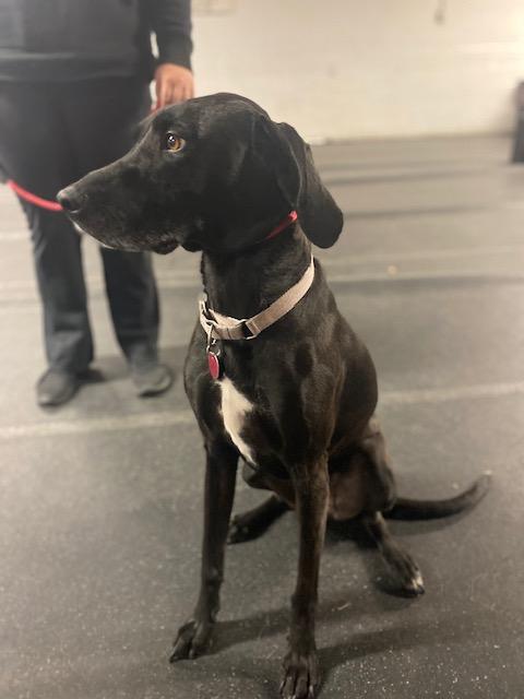 Pippi Longstocking, an adoptable Coonhound in Hancock, NY, 13783 | Photo Image 2
