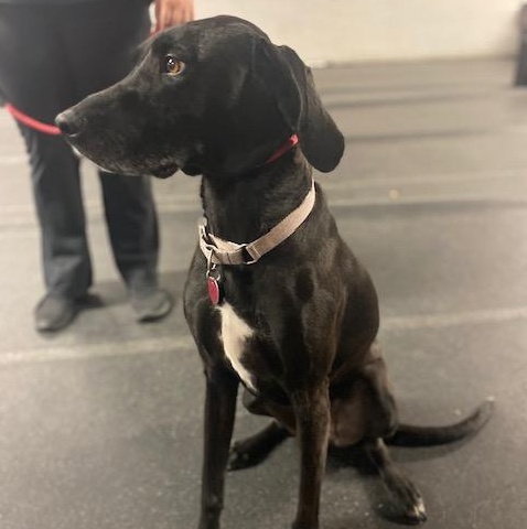 Pippi Longstocking, an adopted Coonhound image 2/6