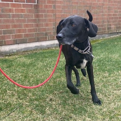 Pippi Longstocking, an adoptable Coonhound in Hancock, NY, 13783 | Photo Image 3