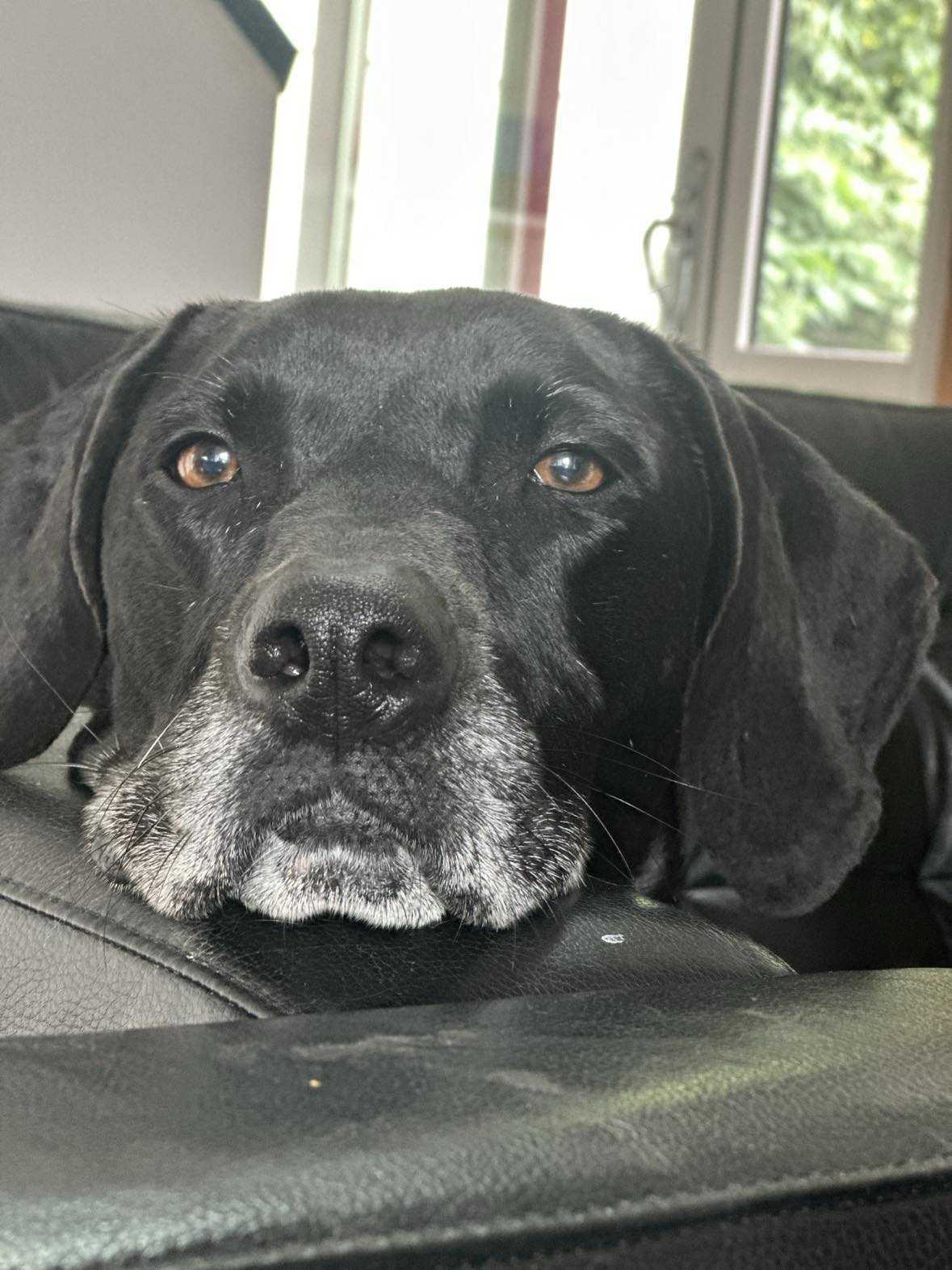 Pippi Longstocking, an adoptable Coonhound in Hancock, NY, 13783 | Photo Image 5