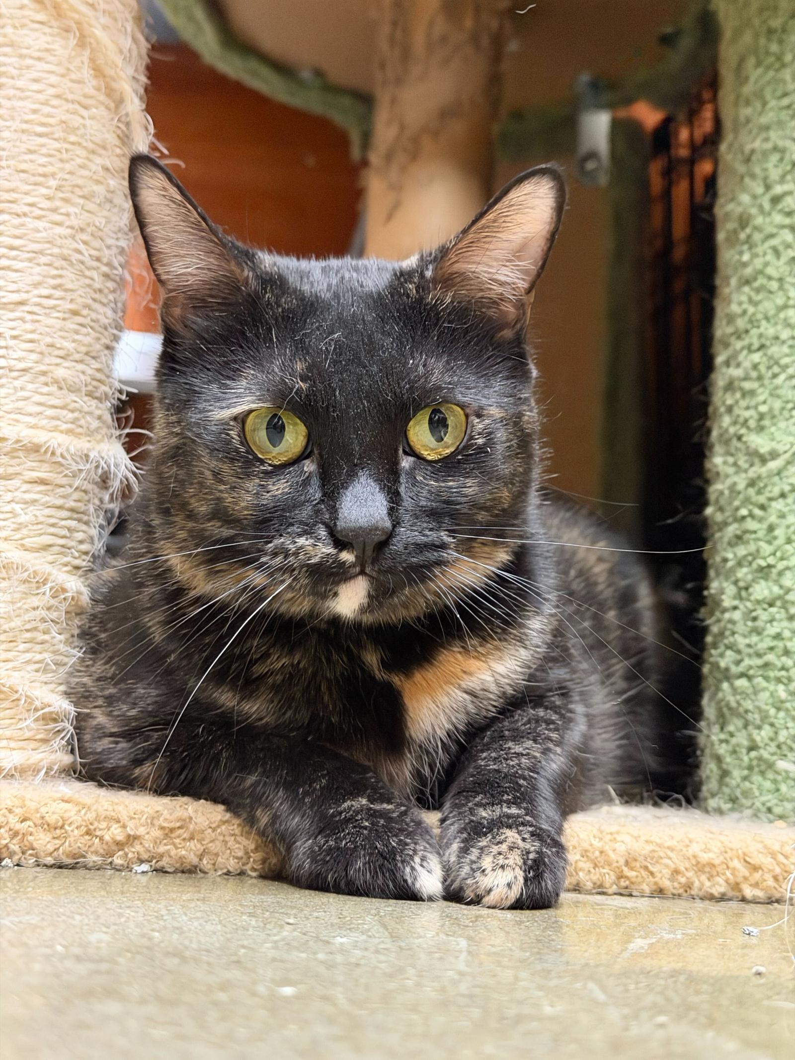 Enlarge Joy, a Adopted Domestic Short Hair in Los Angeles, CA image 1/3