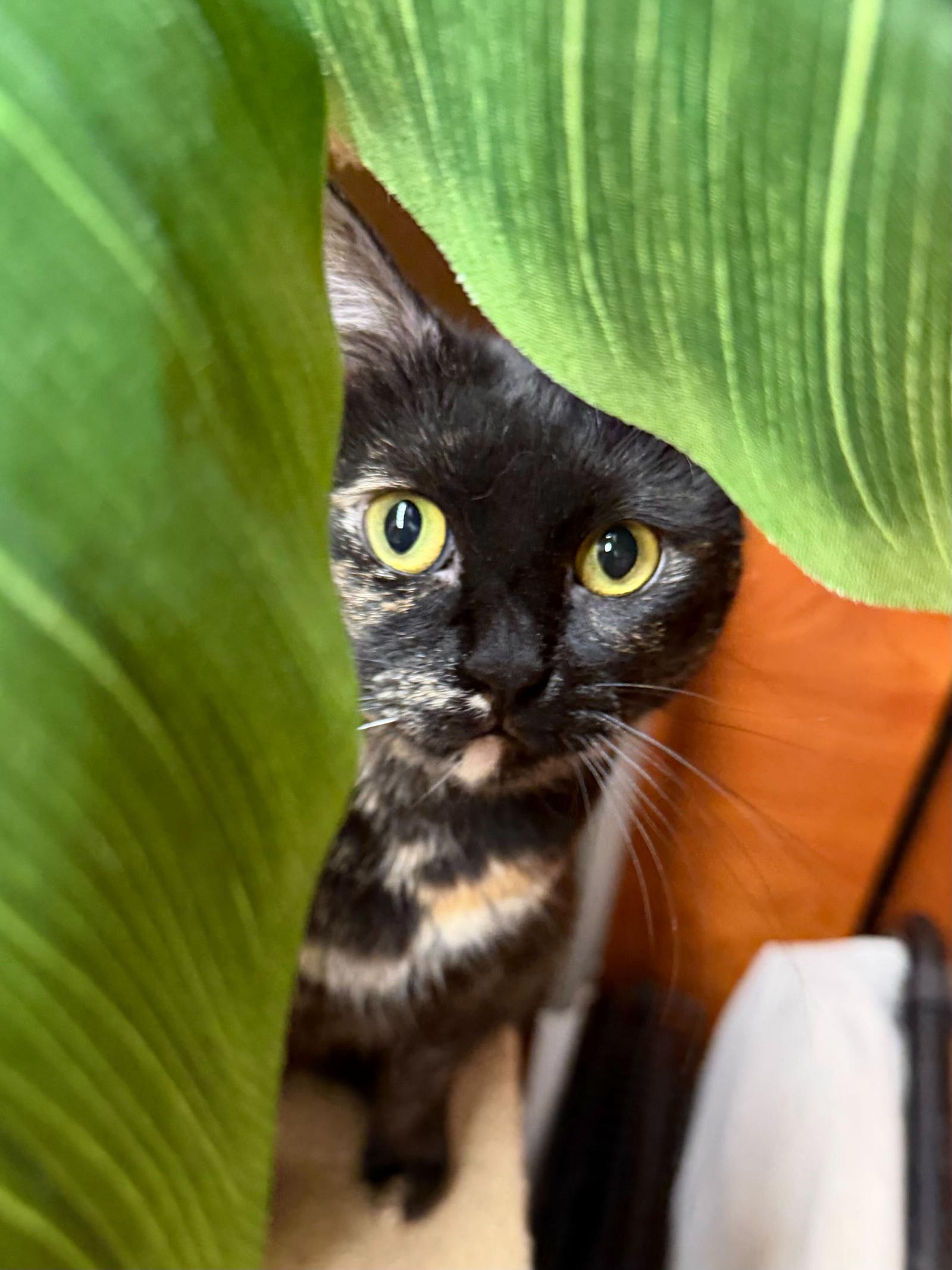 Enlarge Joy, a Adopted Domestic Short Hair in Los Angeles, CA image 2/3