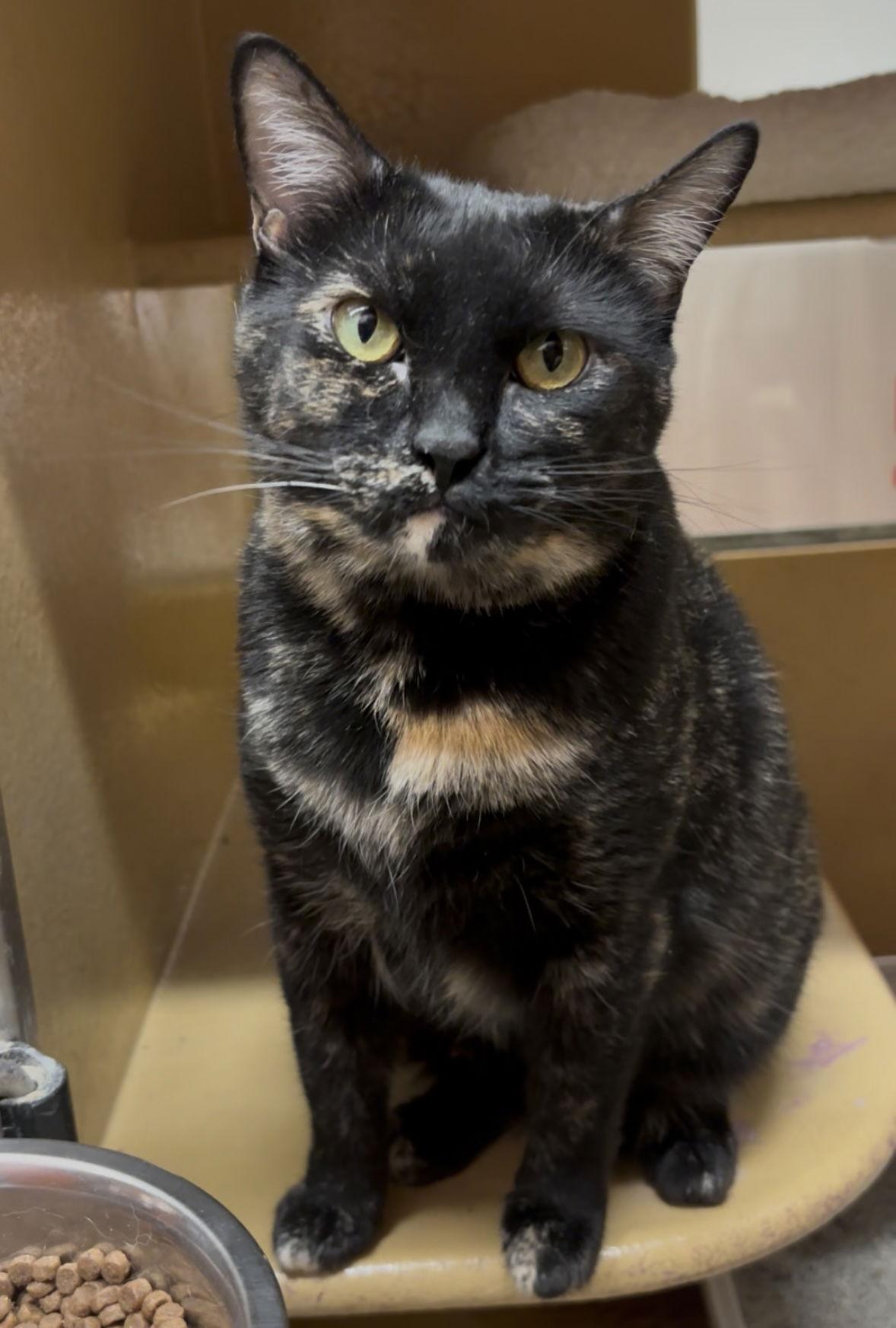 Enlarge Joy, a Adopted Domestic Short Hair in Los Angeles, CA image 3/3