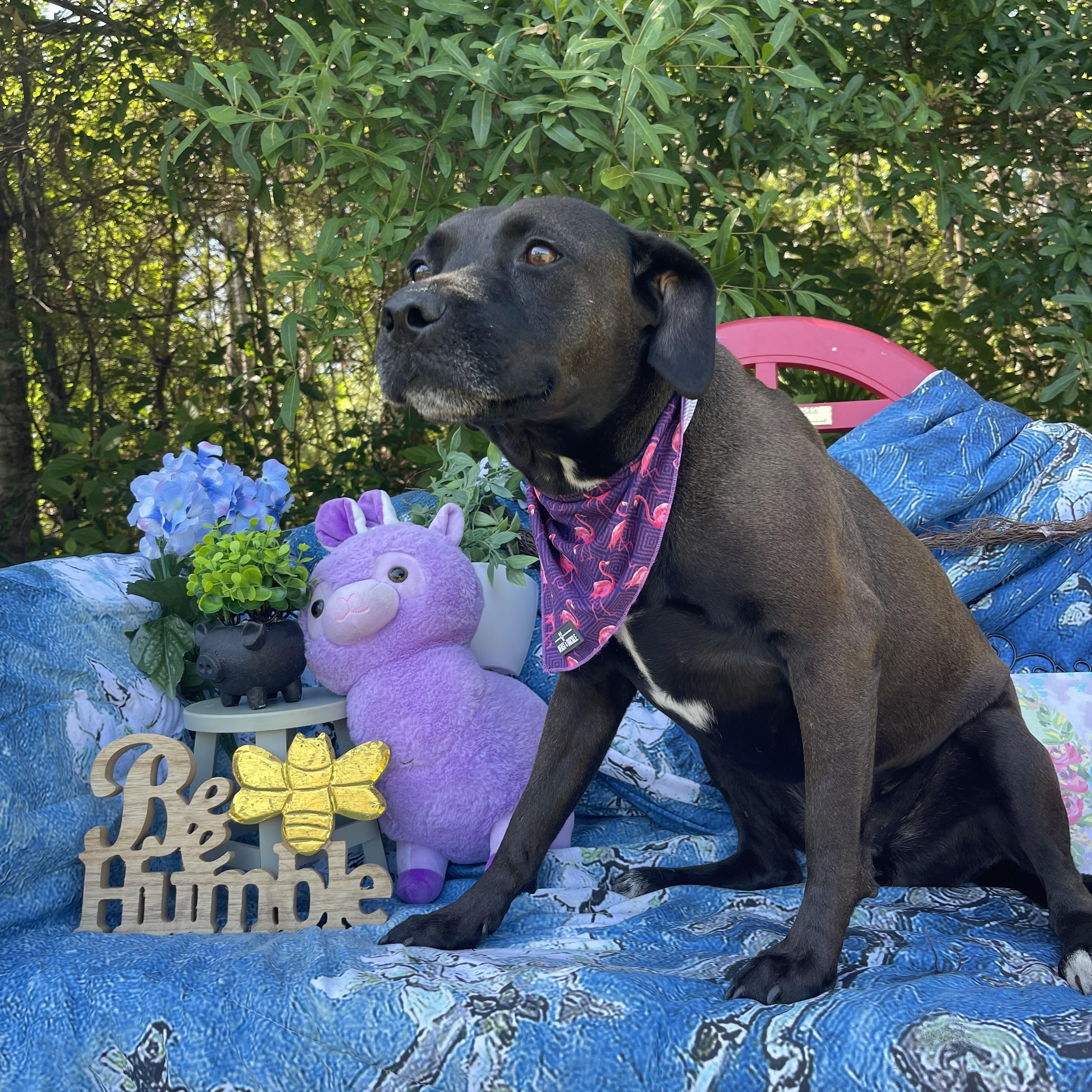 Enlarge Sheba, an adopted mixed breed in Sebring, FL image 3/3