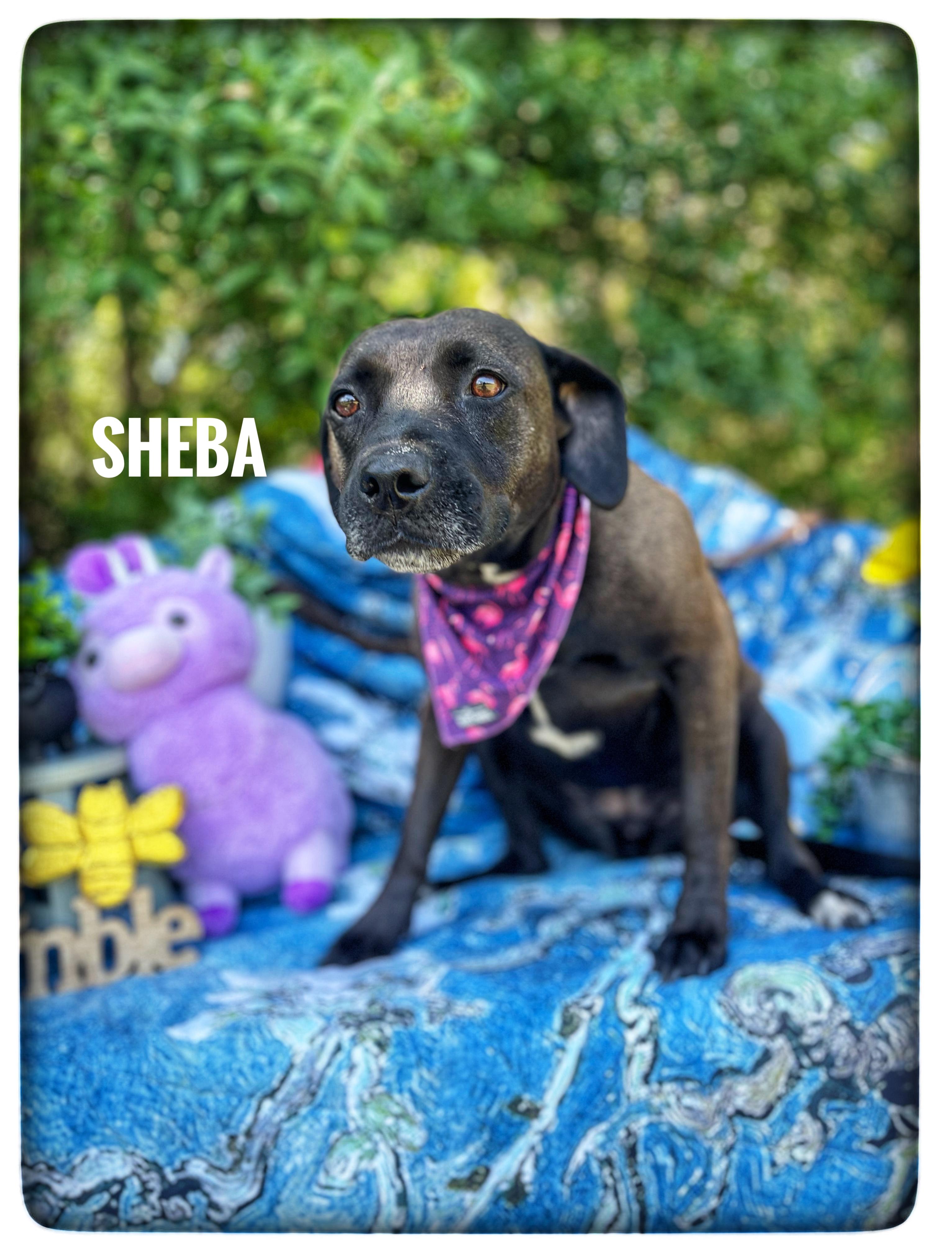 Enlarge Sheba, an adopted mixed breed in Sebring, FL image 1/3