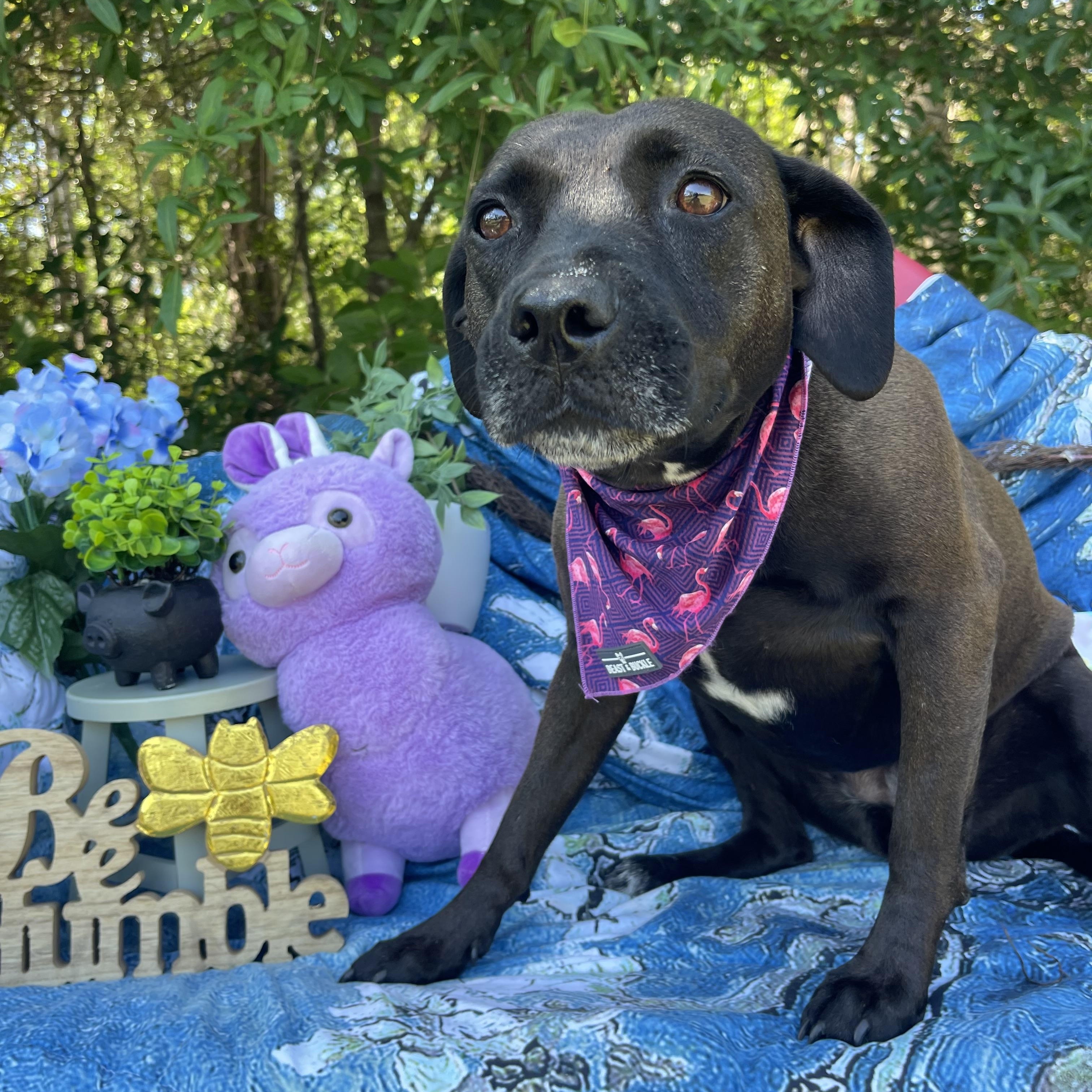 Enlarge Sheba, an adopted mixed breed in Sebring, FL image 2/3