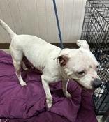Enlarge Shay, an adopted American Bulldog in Denton, TX image 2/3