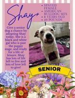 Enlarge Shay, an adopted American Bulldog in Denton, TX image 3/3