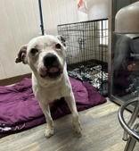 Shay, adopted, Senior Female American Bulldog.