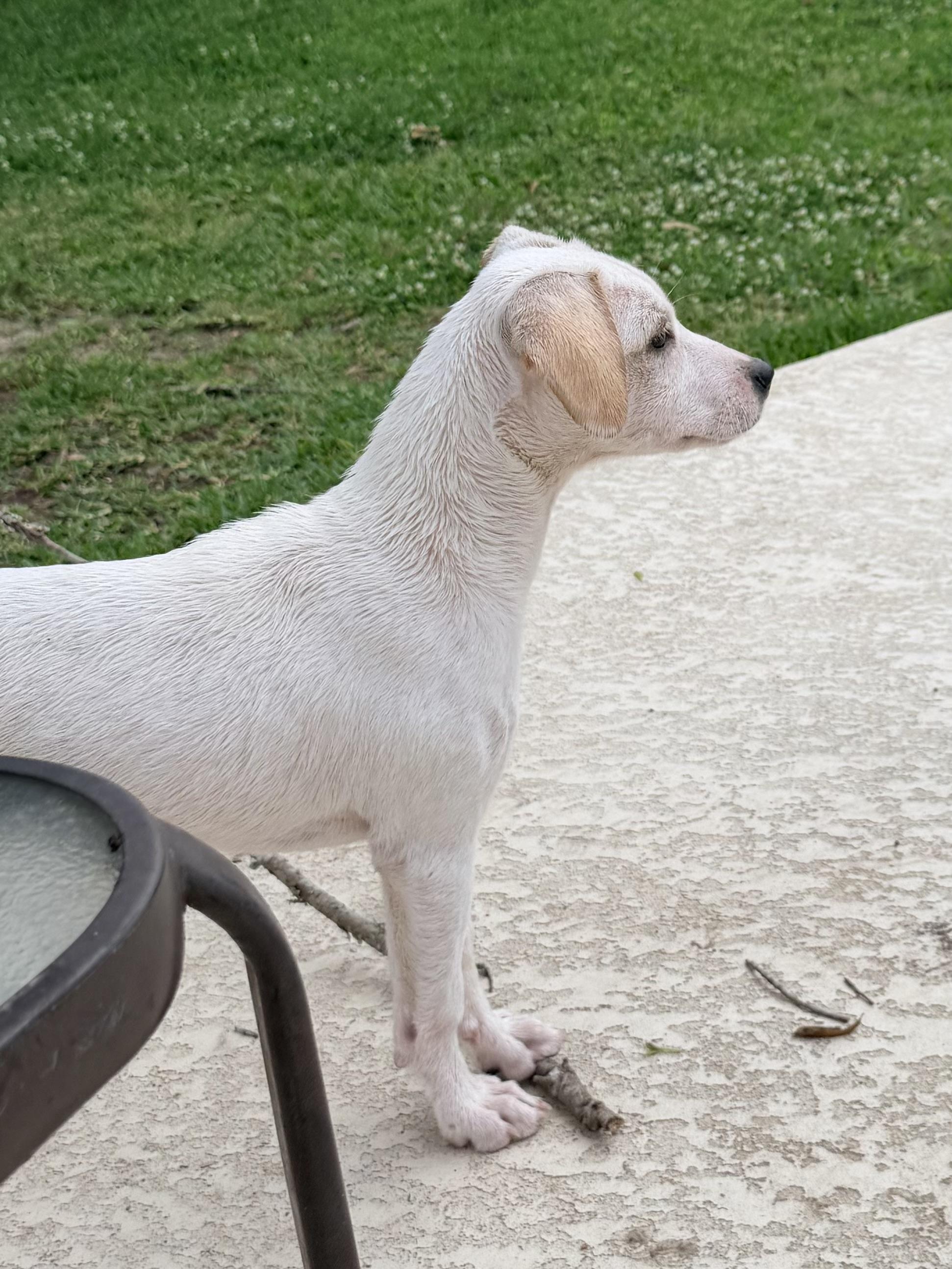 Ophelia , a ADOPTABLE mixed breed in Baker, LA image 4/6