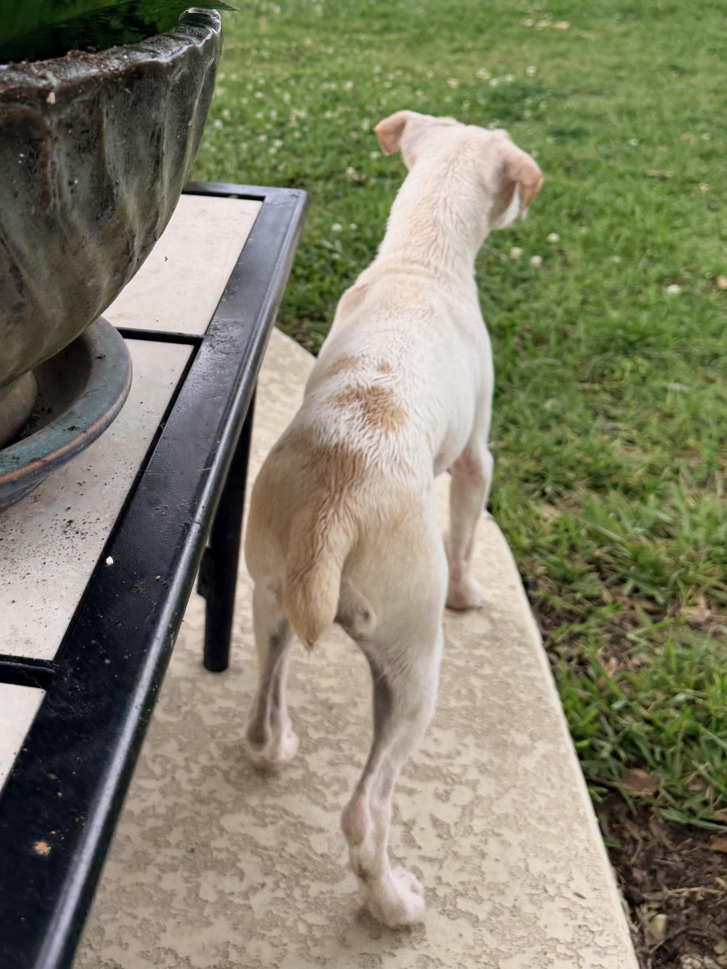 Ophelia , a ADOPTABLE mixed breed in Baker, LA image 2/6