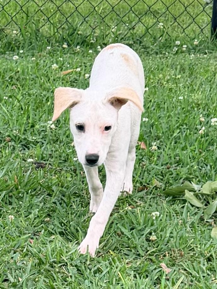 Ophelia , a ADOPTABLE mixed breed in Baker, LA image 5/6