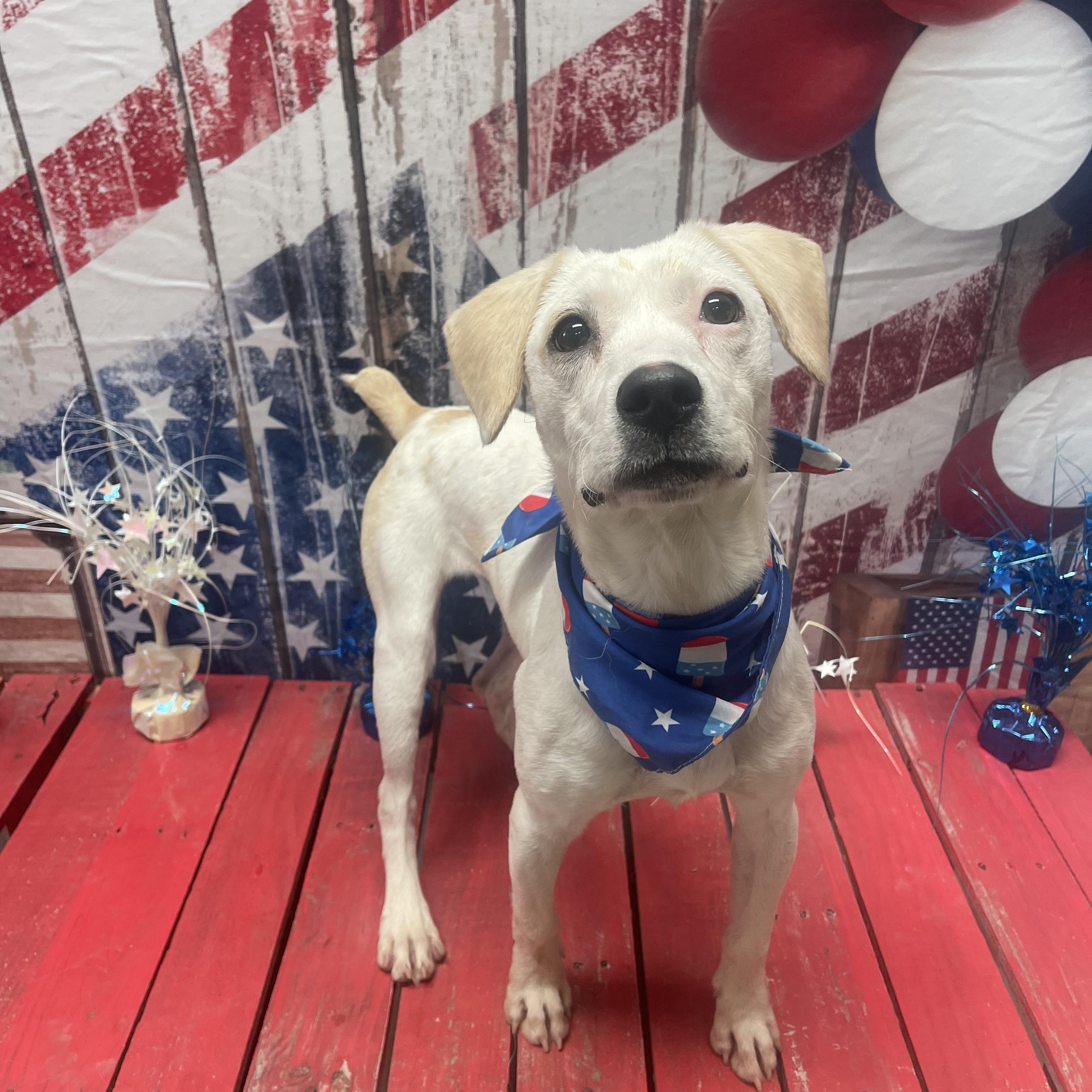 Ophelia , ADOPTABLE, Young Female Spaniel.