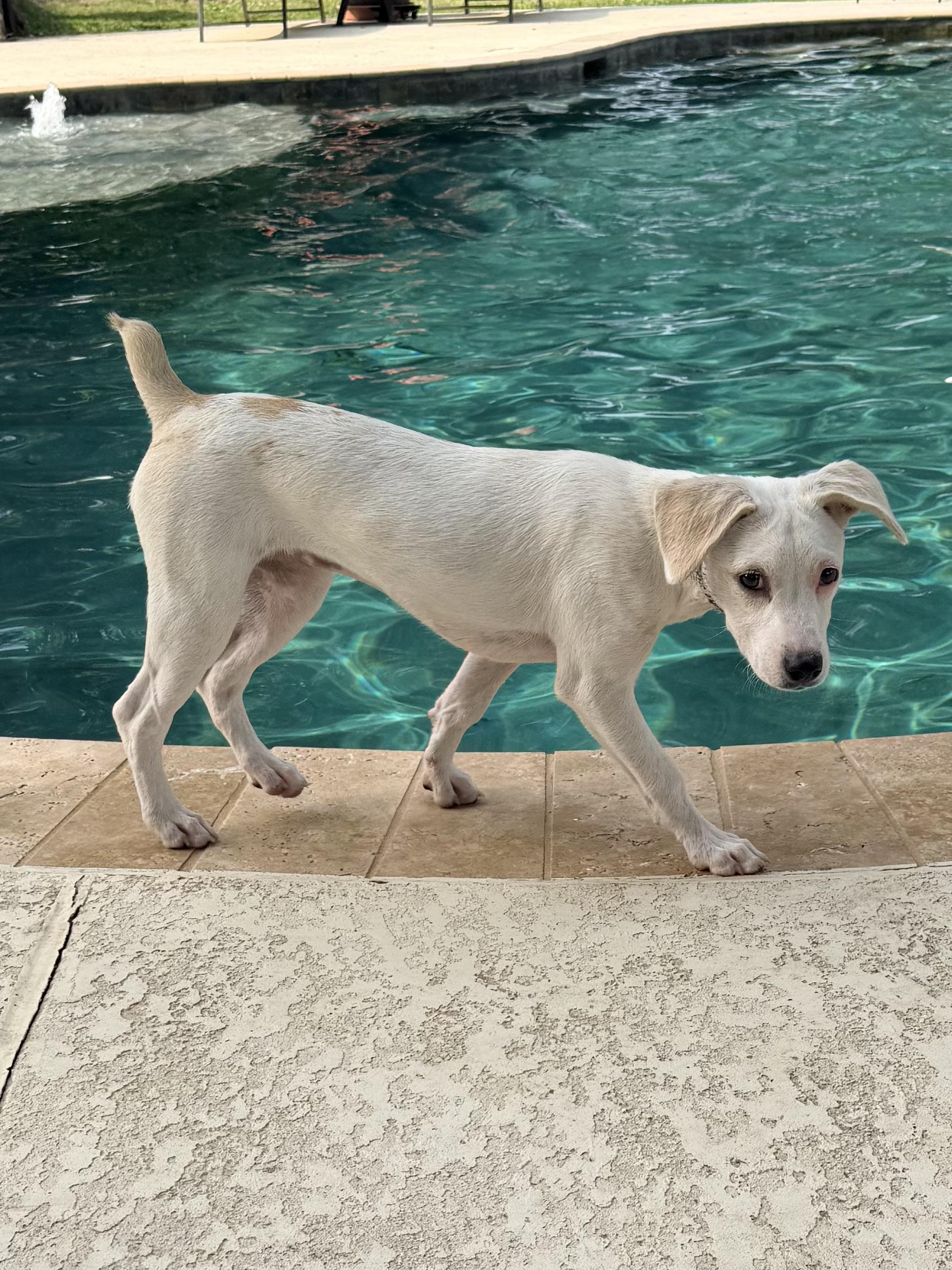Ophelia , a ADOPTABLE mixed breed in Baker, LA image 6/6