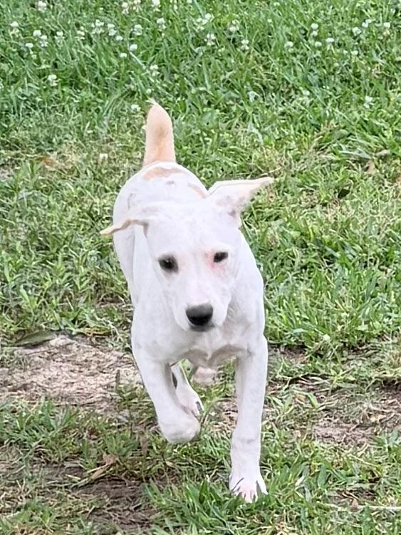 Ophelia , a ADOPTABLE mixed breed in Baker, LA image 1/6