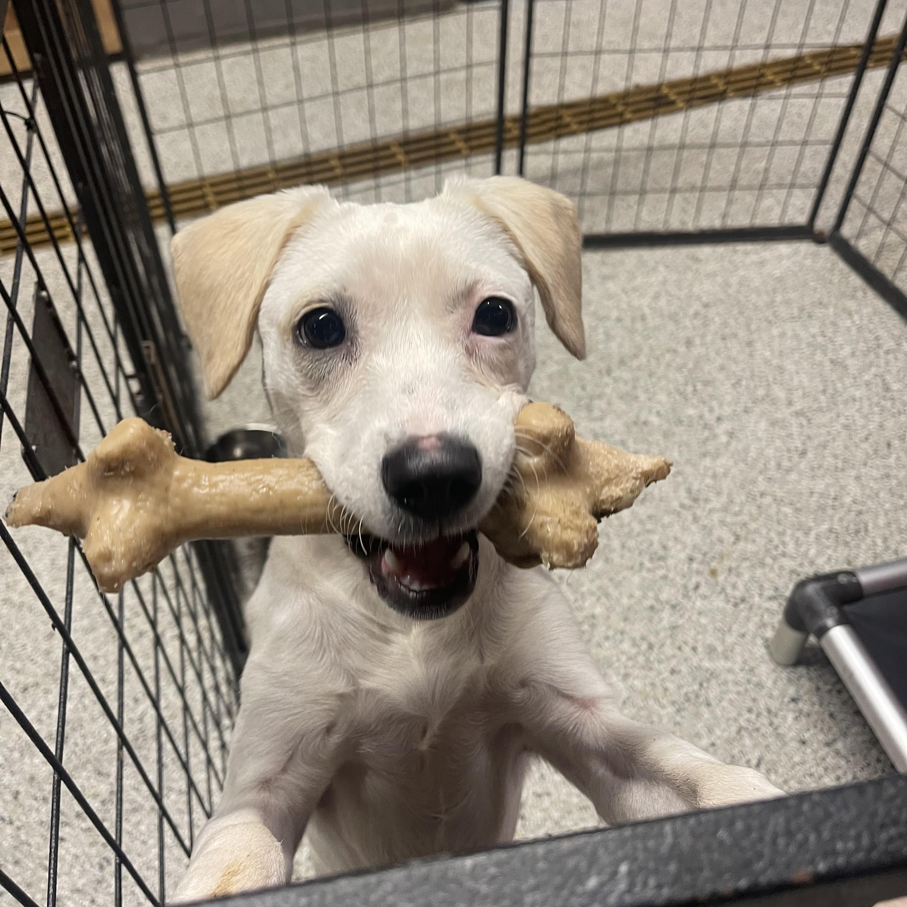 Ophelia , a ADOPTABLE mixed breed in Baker, LA image 2/6