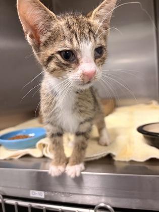 Matcha, Adoptable, Kitten Male Domestic Short Hair & Domestic Short Hair.