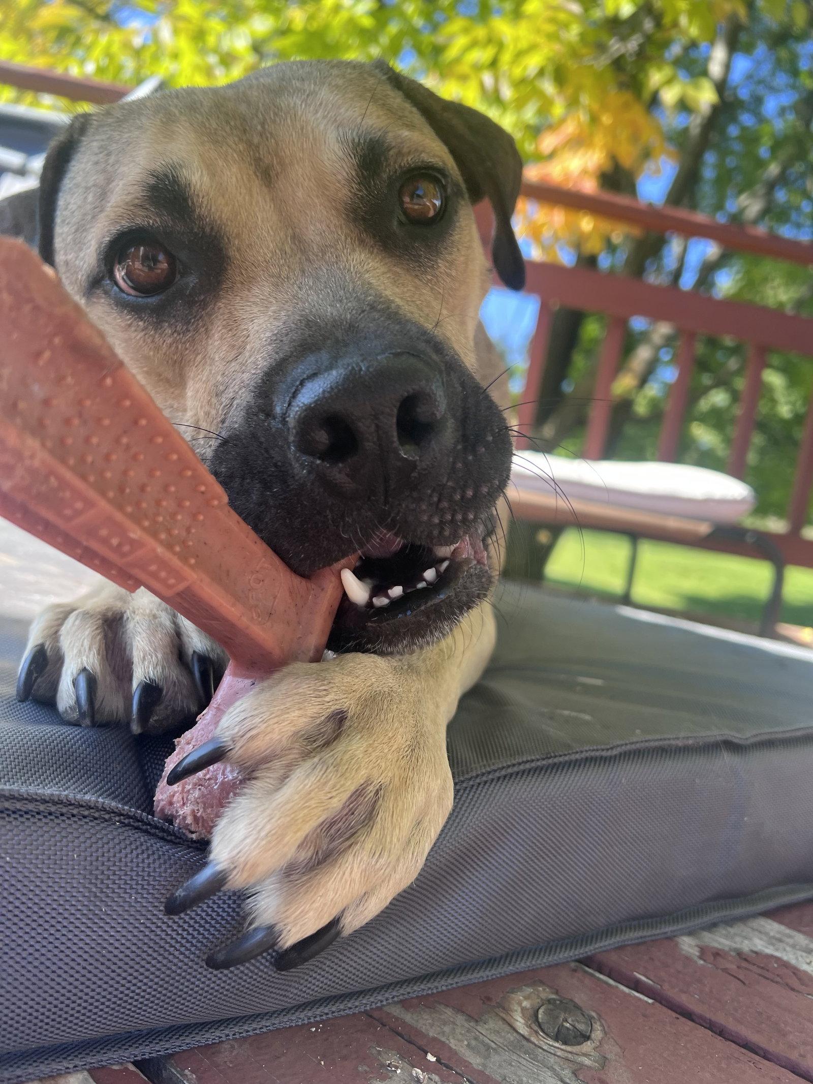 Enlarge Camille, a Adoptable Pit Bull Terrier in Polson, MT image 1/2