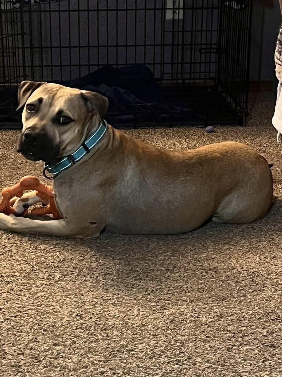 Enlarge Camille, a Adoptable Pit Bull Terrier in Polson, MT image 2/2