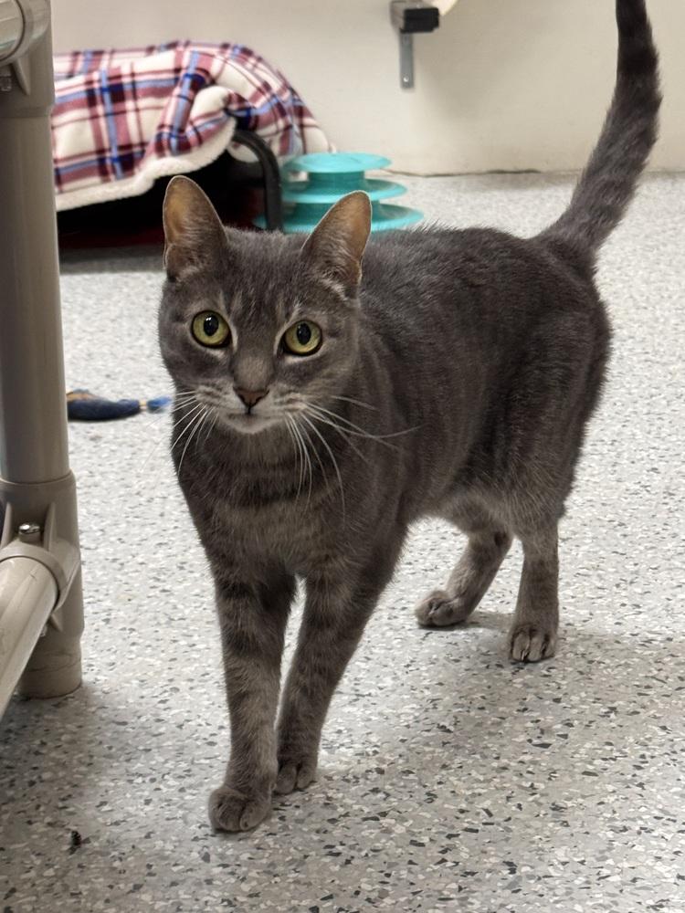 Enlarge Smokey, a Adoptable Domestic Short Hair in Fort Walton Beach, FL image 1/1